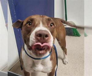 American Pit Bull Terrier Dogs for adoption in Bakersfield, CA, USA