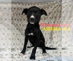 Chihuahua Dogs for adoption in HESPERIA, CA, USA