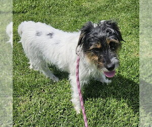 Parson Russell Terrier Dogs for adoption in Camarillo, CA, USA