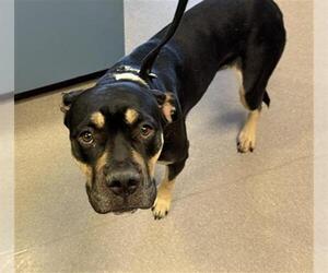 American Pit Bull Terrier-Unknown Mix Dogs for adoption in Burbank, CA, USA