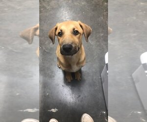 Labrador Retriever-Unknown Mix Dogs for adoption in Athens, TX, USA