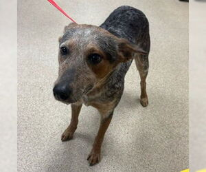 Mutt Dogs for adoption in Riverside, CA, USA