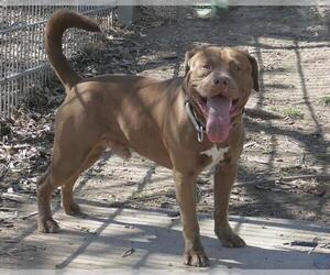 American Pit Bull Terrier Dogs for adoption in Martinez, CA, USA
