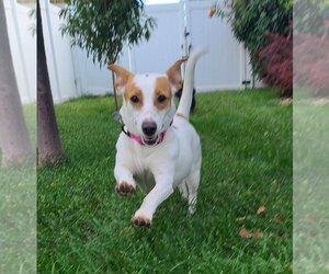 Jack-Rat Terrier Dogs for adoption in Salt Lake City, UT, USA
