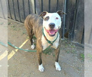 American Pit Bull Terrier-Unknown Mix Dogs for adoption in Long Beach, CA, USA