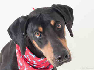 Doberman Pinscher Dogs for adoption in South Lake Tahoe, CA, USA