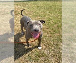 American Pit Bull Terrier-Unknown Mix Dogs for adoption in Louisville, KY, USA