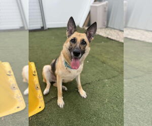 German Shepherd Dog Dogs for adoption in GILBERTS, IL, USA