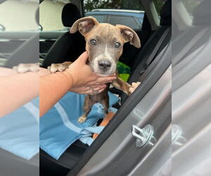 American Pit Bull Terrier-Unknown Mix Dogs for adoption in Ocala, FL, USA