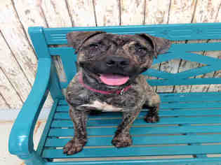 American Staffordshire Terrier-Bull Terrier Mix Dogs for adoption in Bowling Green, OH, USA
