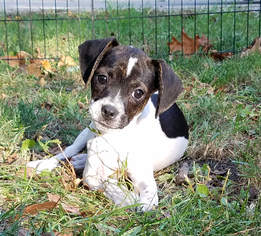 Boglen Terrier Dogs for adoption in St. Louis Park, MN, USA