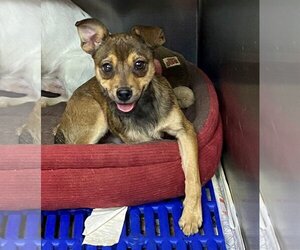 - Mix Dogs for adoption in Rock Hill, SC, USA