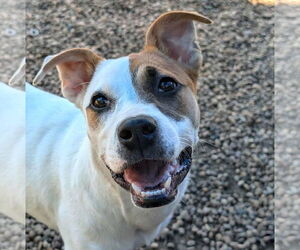 American Bulldog-Unknown Mix Dogs for adoption in Anniston, AL, USA