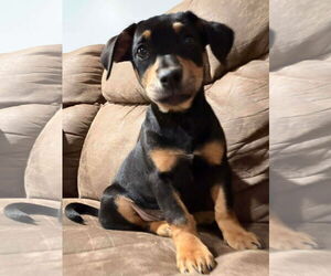 Maltador Dogs for adoption in pomfret, CT, USA