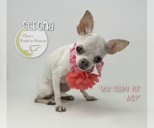 Chihuahua Dogs for adoption in Benton, LA, USA