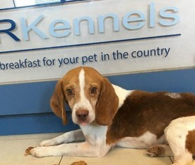 Medium Photo #1 Beagle-Unknown Mix Puppy For Sale in Fredericksburg, VA, USA