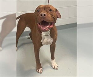 Mutt Dogs for adoption in St. Cloud, FL, USA