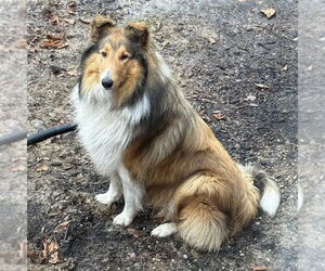 Collie Dogs for adoption in Dublin, OH, USA