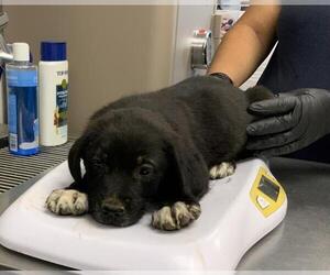 Border Collie-Unknown Mix Dogs for adoption in Visalia, CA, USA