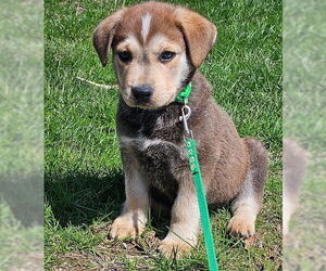 Australian Shepherd-Unknown Mix Dogs for adoption in Genesee, WI, USA