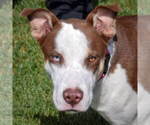 German Shepherd Dog-Huskies  Mix Dogs for adoption in Huntley, IL, USA