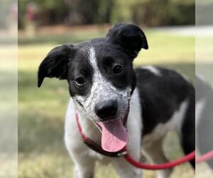 Mutt Dogs for adoption in Yardley, PA, USA