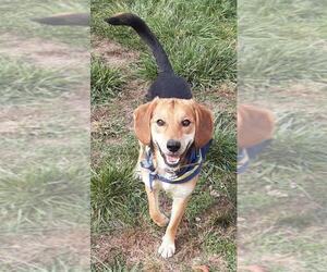 Beagle Dogs for adoption in Augusta, WV, USA