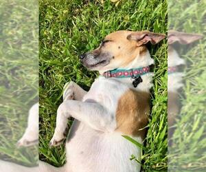 Jack Russell Terrier Dogs for adoption in Carlsbad, CA, USA