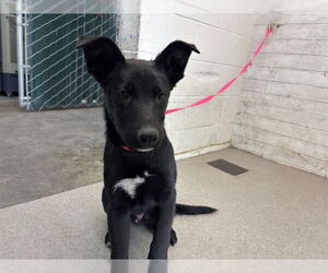 German Shepherd Dog-Unknown Mix Dogs for adoption in San Bernardino, CA, USA