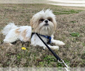 Mal-Shi Dogs for adoption in McDonough, GA, USA