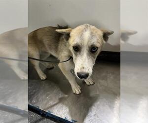 Cardigan Welsh Corgi-Unknown Mix Dogs for adoption in Bakersfield, CA, USA
