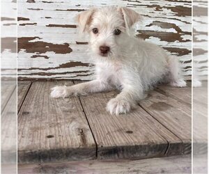 Cairn Terrier Dogs for adoption in Carrollton, TX, USA