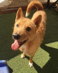Irish Terrier-Shiba Inu Mix Dogs for adoption in El Cajon, CA, USA