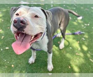 Mutt Dogs for adoption in Orlando, FL, USA