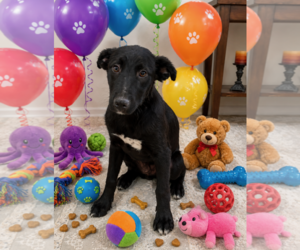 Labrador Retriever-Unknown Mix Dogs for adoption in Queen Creek, AZ, USA