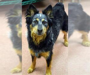 Texas Heeler Dogs for adoption in Ogden, UT, USA