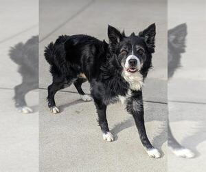 Border Collie Dogs for adoption in Sacramento, CA, USA