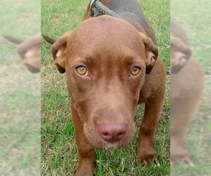 Chocolate Labrador retriever-Coonhound Mix Dogs for adoption in Tyler, TX, USA