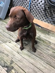 Chesapeake Bay Retriever Dogs for adoption in New York, NY, USA