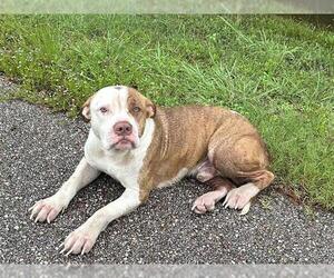 Boxer-Unknown Mix Dogs for adoption in Houston, TX, USA