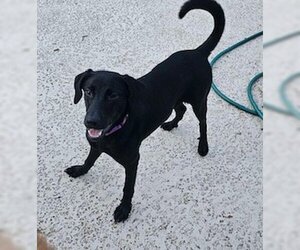 Medium Photo #3 Labrador Retriever-Unknown Mix Puppy For Sale in Fort Worth, TX, USA