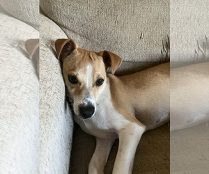 Chihuahua-Unknown Mix Dogs for adoption in Visalia, CA, USA