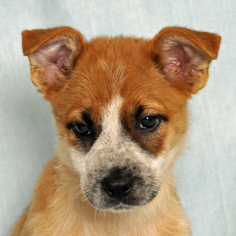 Boxer-Chow Chow Mix Dogs for adoption in Danville, KY, USA
