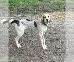 Bluetick Coonhound-German Shorthaired Pointer Mix Dogs for adoption in New Smyrna Beach, FL, USA