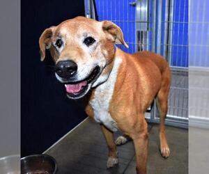 Mutt Dogs for adoption in San Jacinto, CA, USA