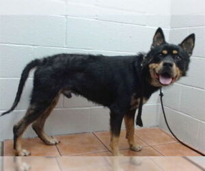 German Shepherd Dog-Unknown Mix Dogs for adoption in Downey, CA, USA