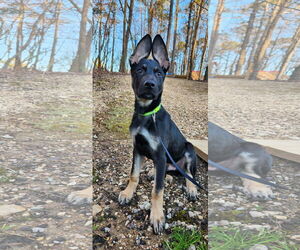 German Shepherd Dog Dogs for adoption in La Grange , NC, USA