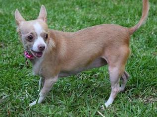 Rat-Cha Dogs for adoption in North Richland Hills, TX, USA