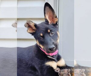 German Shepherd Dog-Unknown Mix Dogs for adoption in Gretna, NE, USA