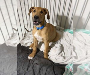 Collie-Great Dane Mix Dogs for adoption in Bullard, TX, USA
